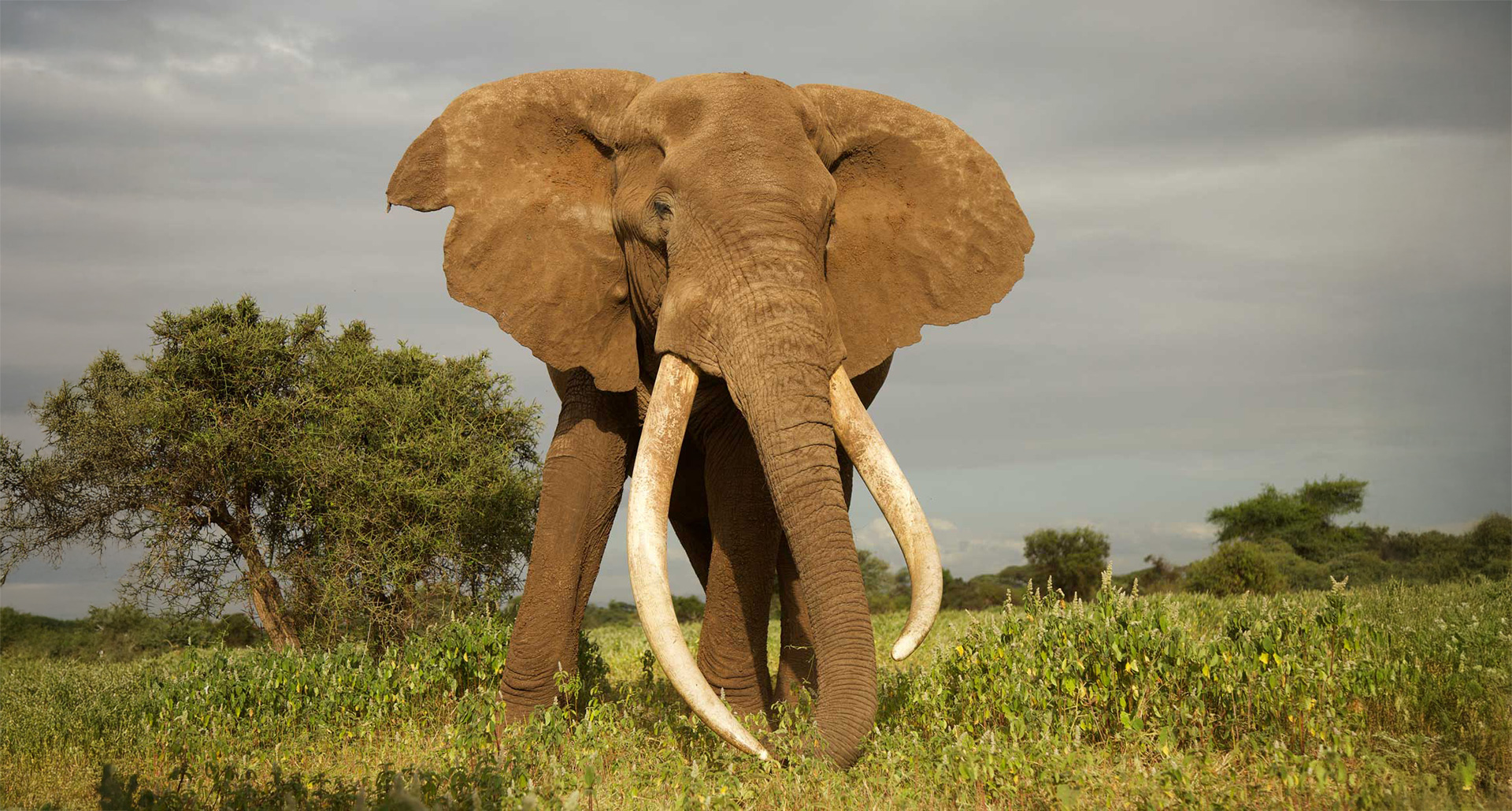Kenya safari
