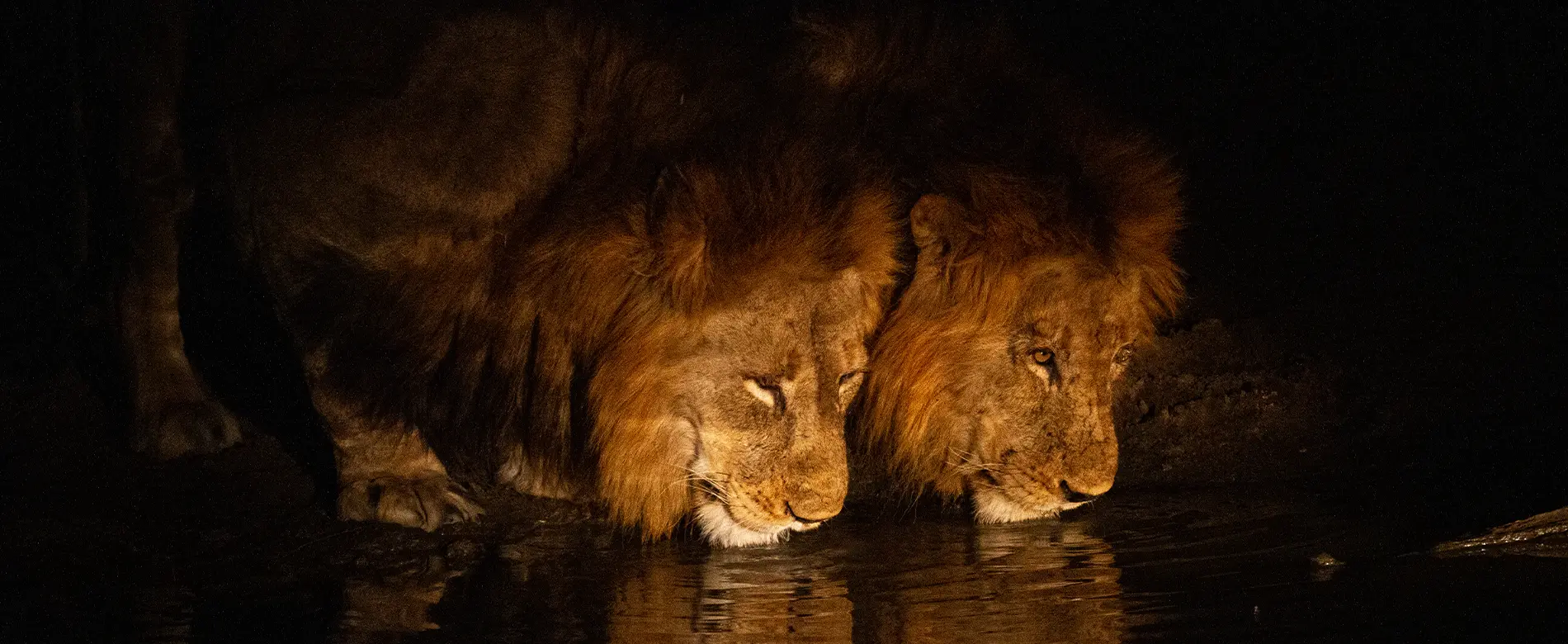 Big 5 safari in South Africa