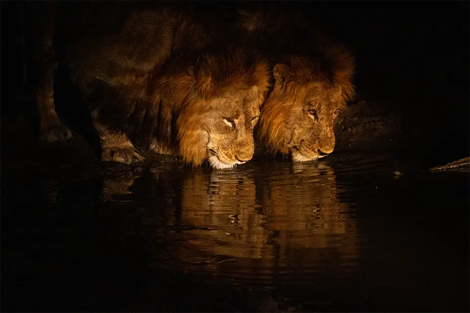 Classic Big 5 safari in South Africa