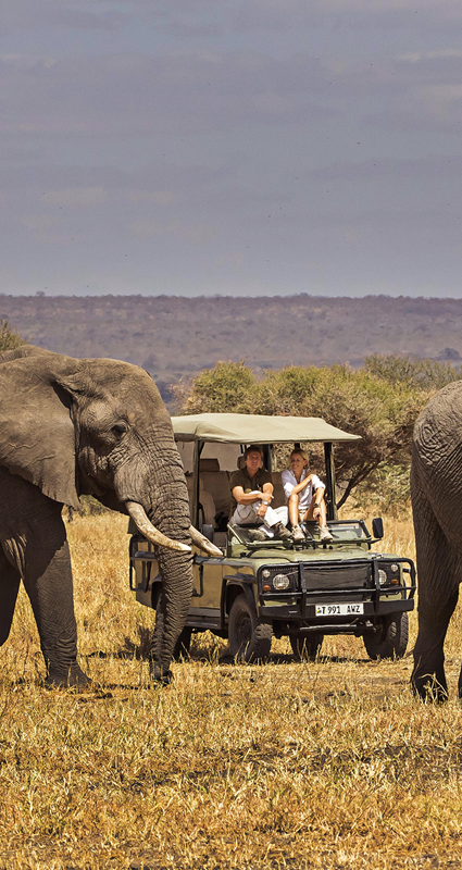 elephants on safari