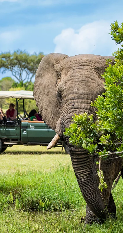 Corporate safari group viewing a bull elephant from an open safari vehicle at Cottar’s Bush Villa in Kenya