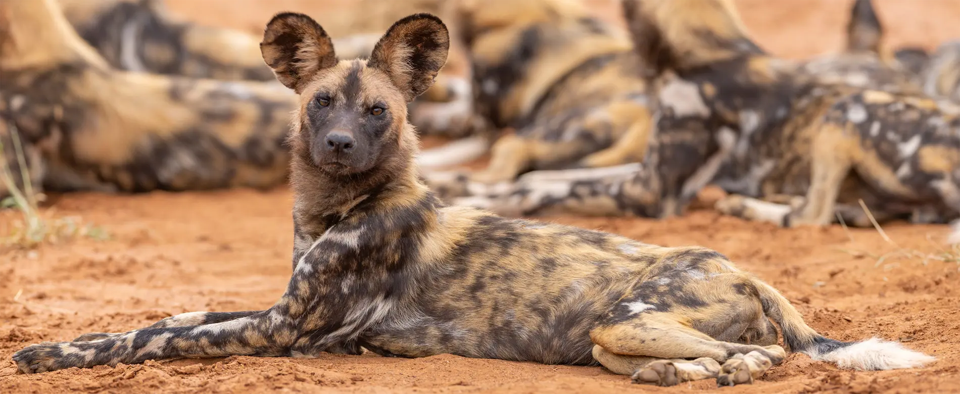 wild dog safari