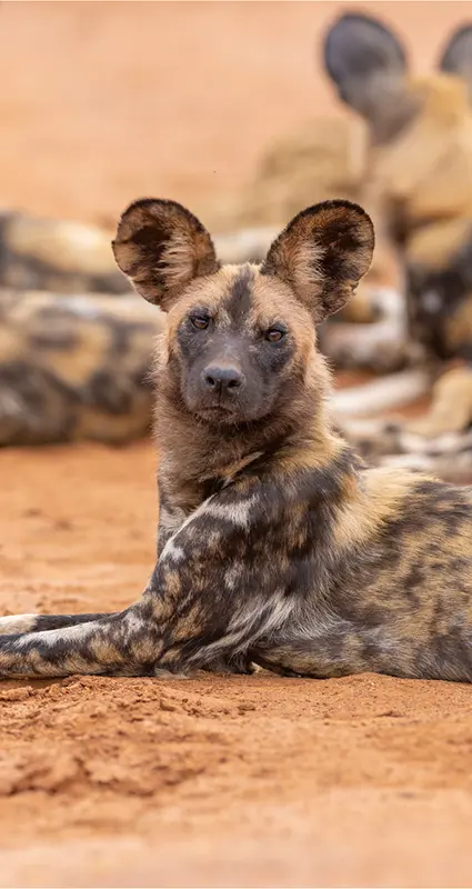 wild dog safari