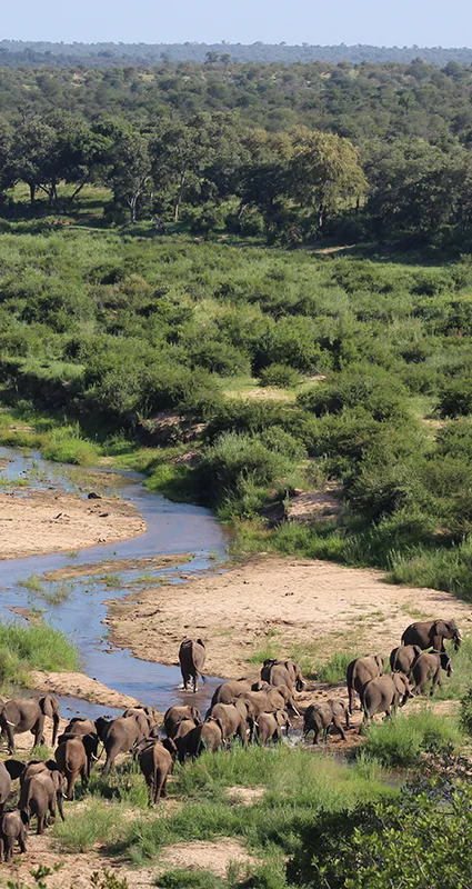 Herd of African elephants crossing a winding river through lush bushveld in the Klaserie Private Nature Reserve, Greater Kruger