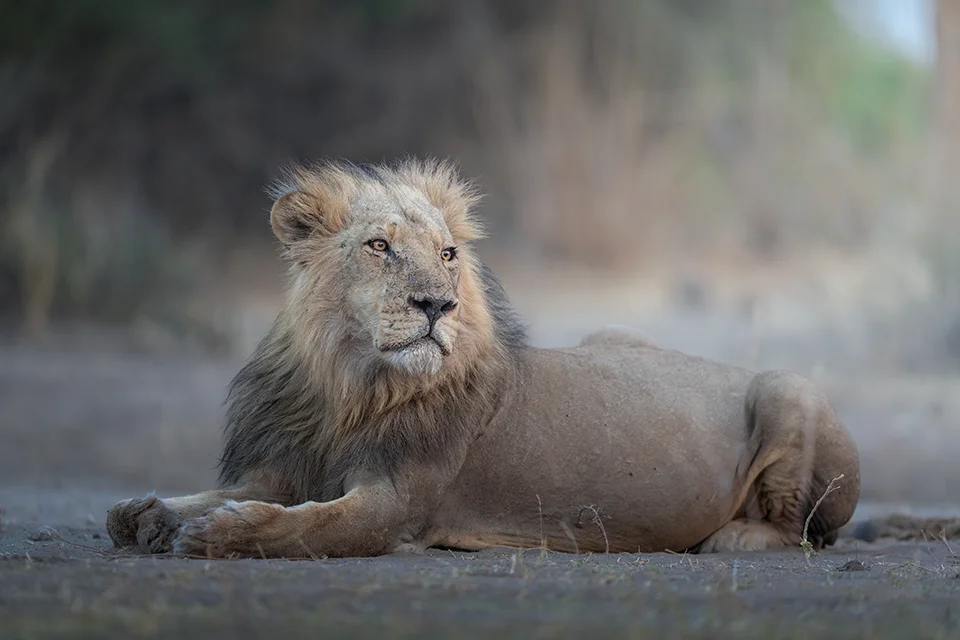 Male lion resting on the savannah, showcasing one of Africa’s iconic Big Five species