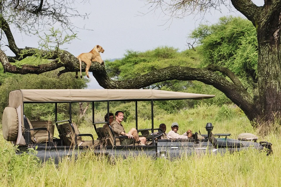 Lioness resting on a tree branch above a safari vehicle in Tarangire, offering guests a rare Big Five wildlife sighting in one of Africa’s top safari destinations