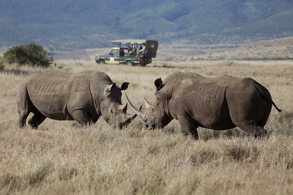 Two white rhinos grazing on open grasslands with a safari vehicle in the background, highlighting one of the most sought-after Big Five sightings in Kenya’s Lewa Conservancy