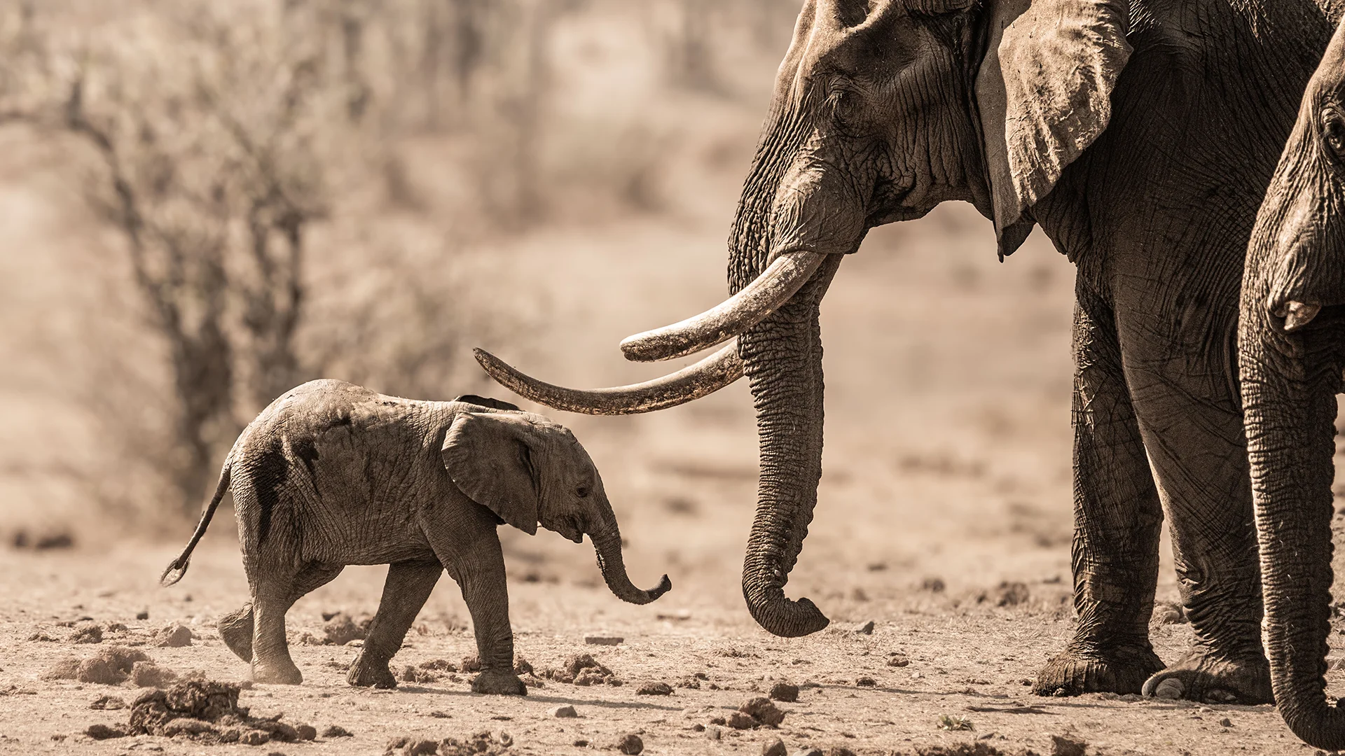 Elephant calf walking alongside adult elephants in Kruger National Park