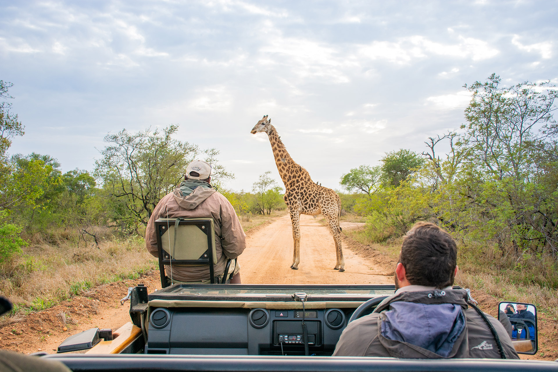 Greater Kruger giraffe