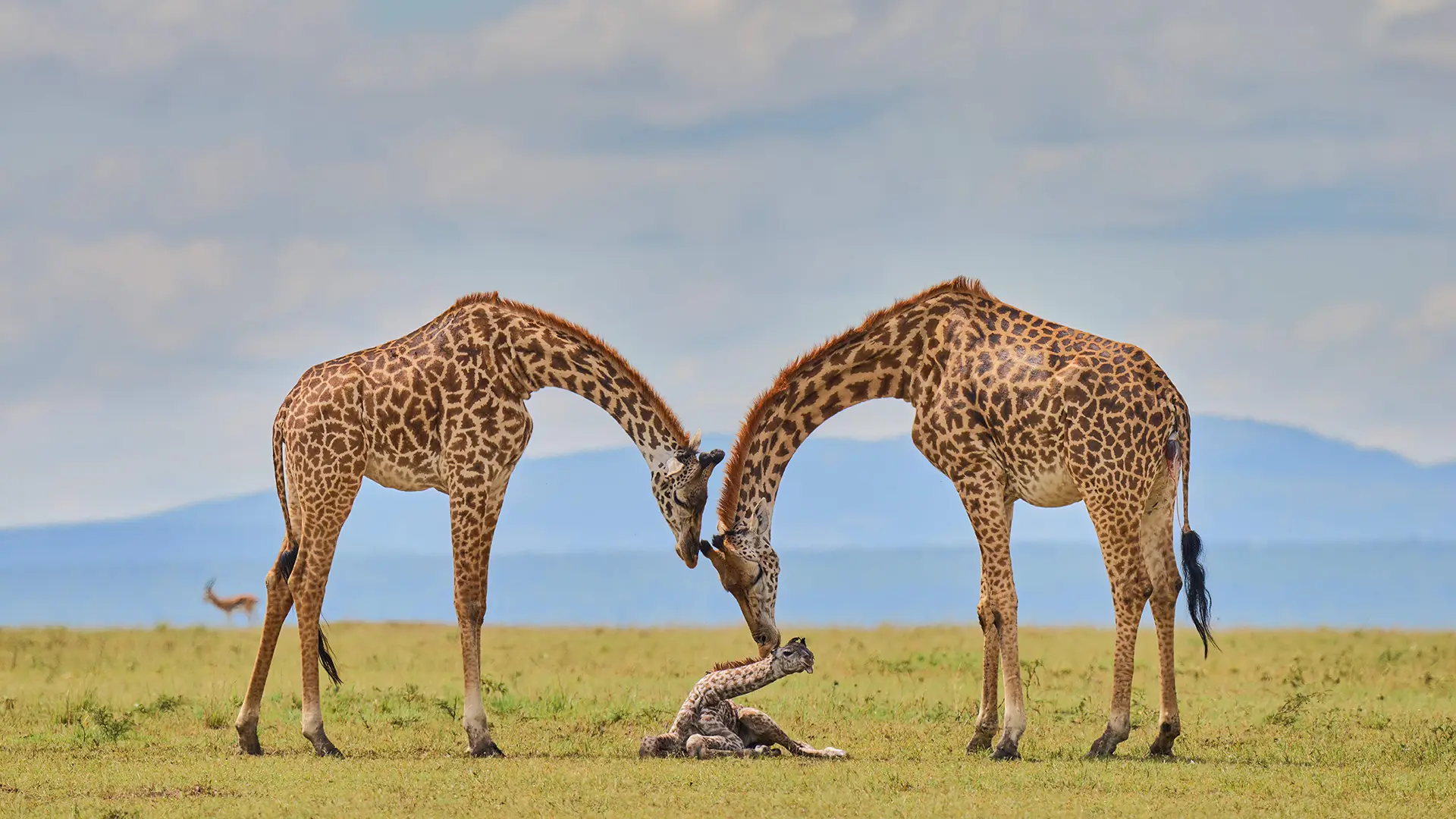African safari