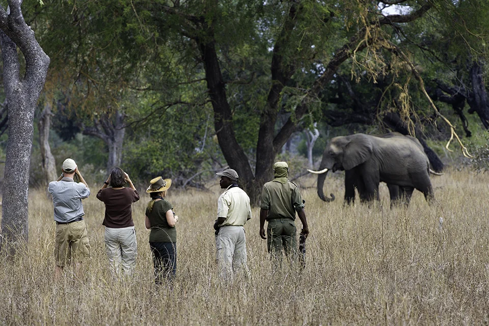 Guided walking safari guests observing an African elephant in the wilderness