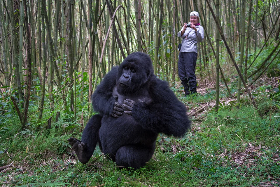 A mountain gorilla sits in a bamboo forest while a traveller photographs it from a short distance during a gorilla trekking experience.