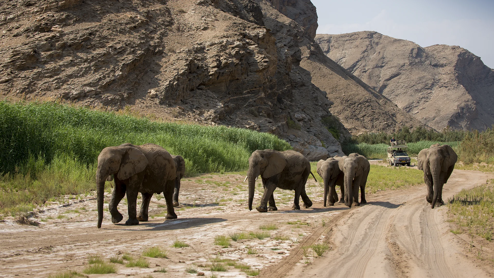Elephants crossing a dry riverbed near Hoanib Valley Camp in northwest Namibia, with a safari vehicle approaching in the distance