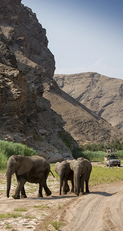 Elephants crossing a dry riverbed near Hoanib Valley Camp in northwest Namibia, with a safari vehicle approaching in the distance