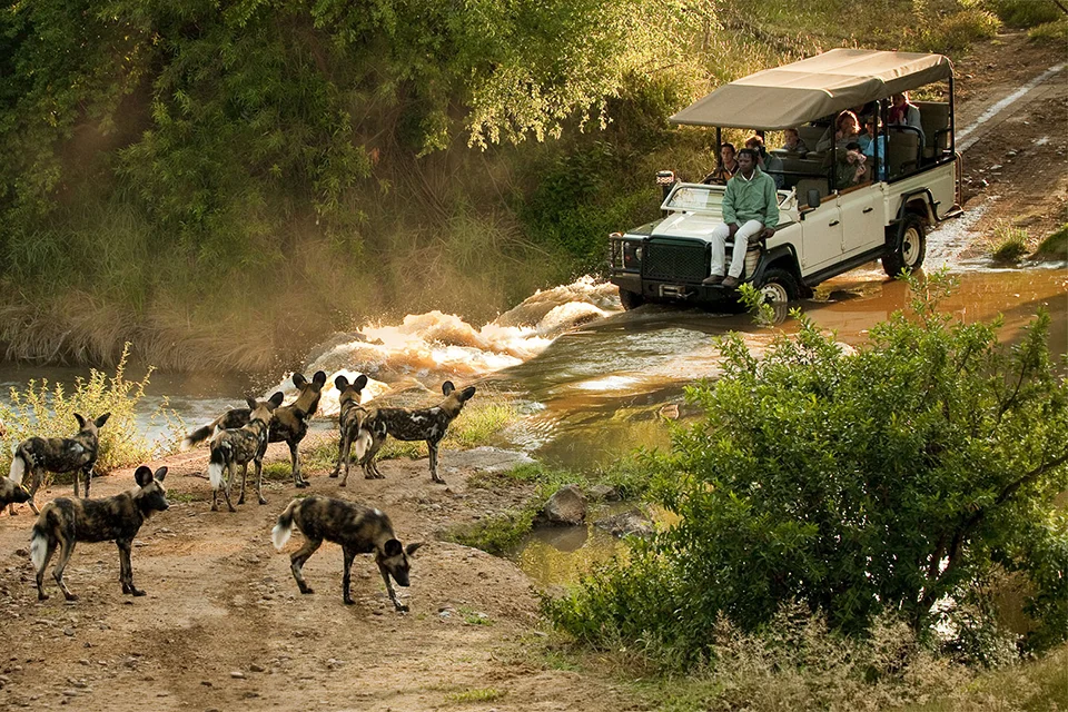 A pack of African wild dogs stands along a dirt track beside a river as a safari vehicle carrying guests crosses the shallow water in warm evening light