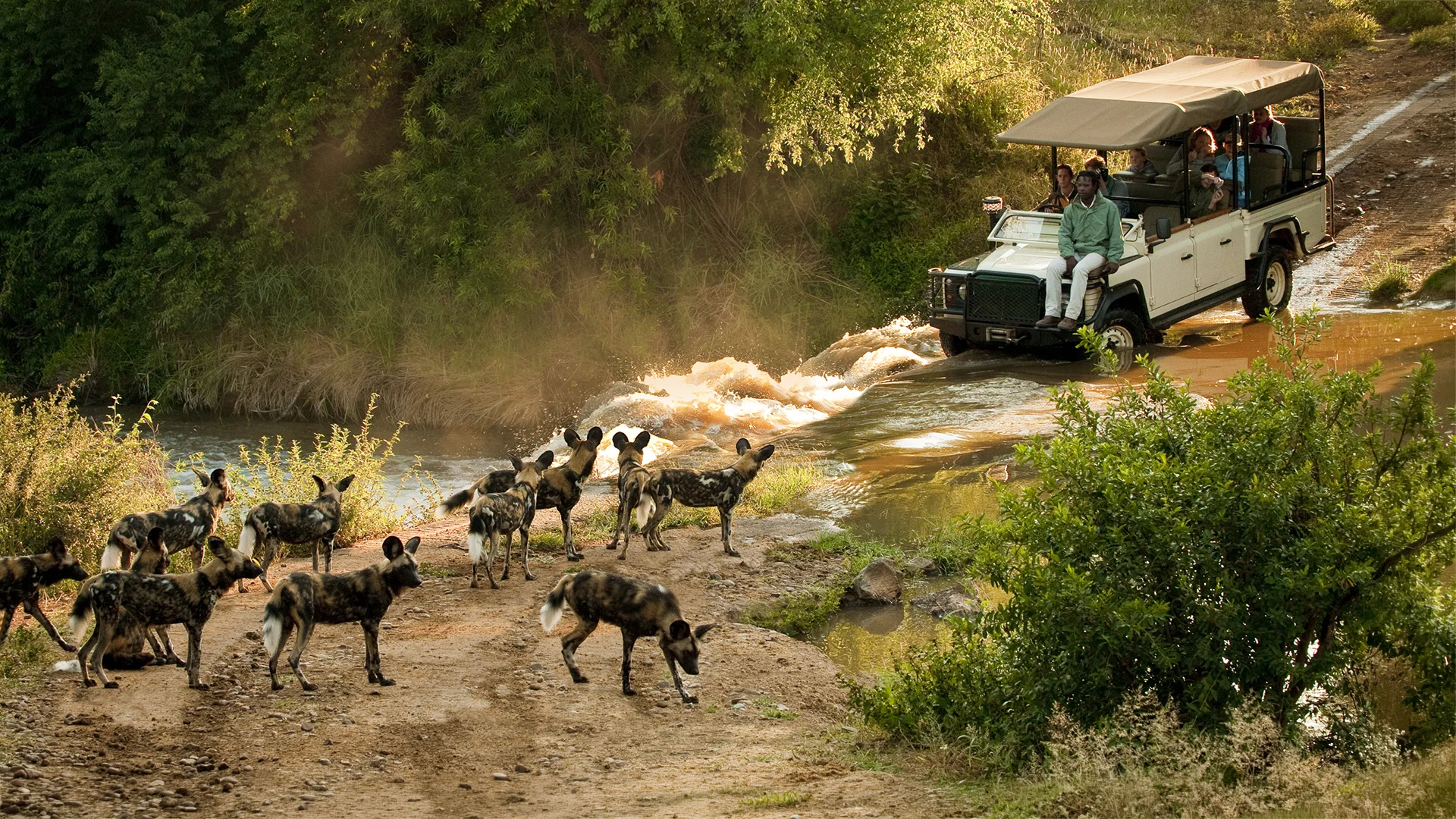 A pack of African wild dogs stands along a dirt track beside a river as a safari vehicle carrying guests crosses the shallow water in warm evening light