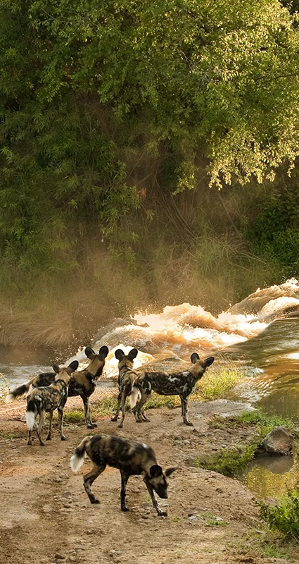 A pack of African wild dogs stands along a dirt track beside a river as a safari vehicle carrying guests crosses the shallow water in warm evening light