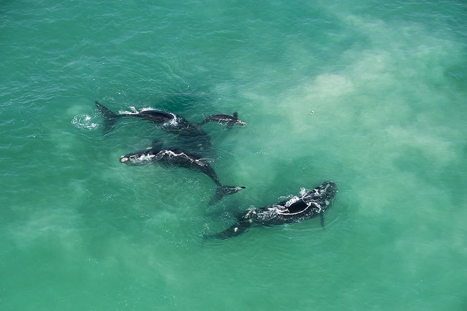 Whale Coast
