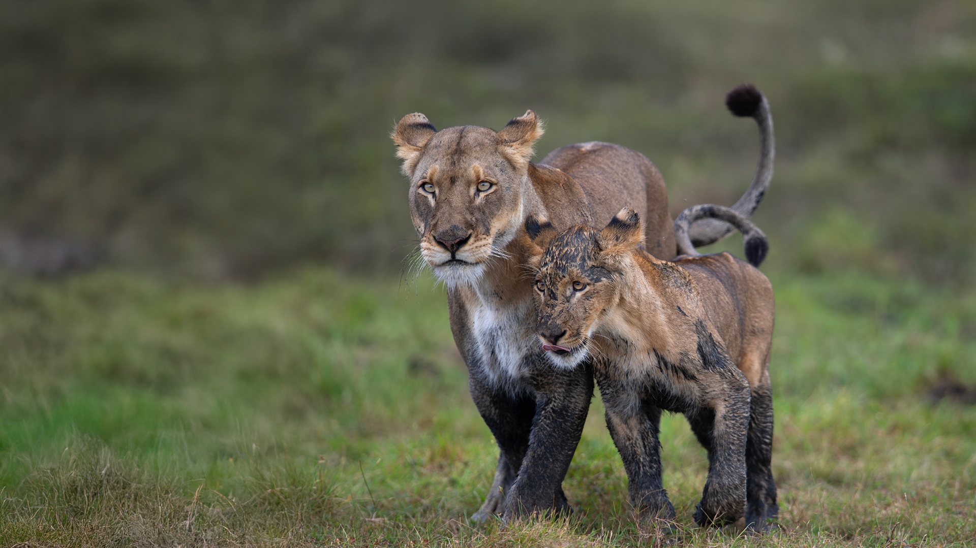 Liuwa & Busanga - Zambia's iconic floodplains