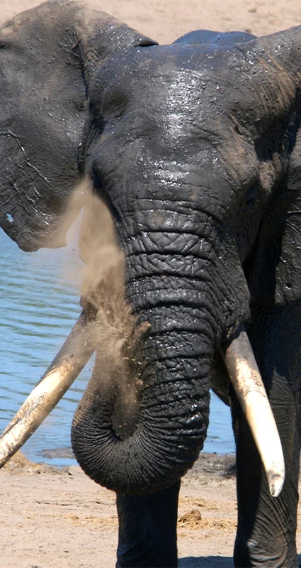 Elephant bull in Tembe Park