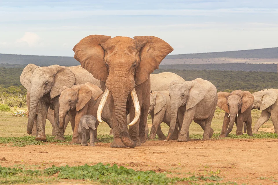 Addo Elephant National Park