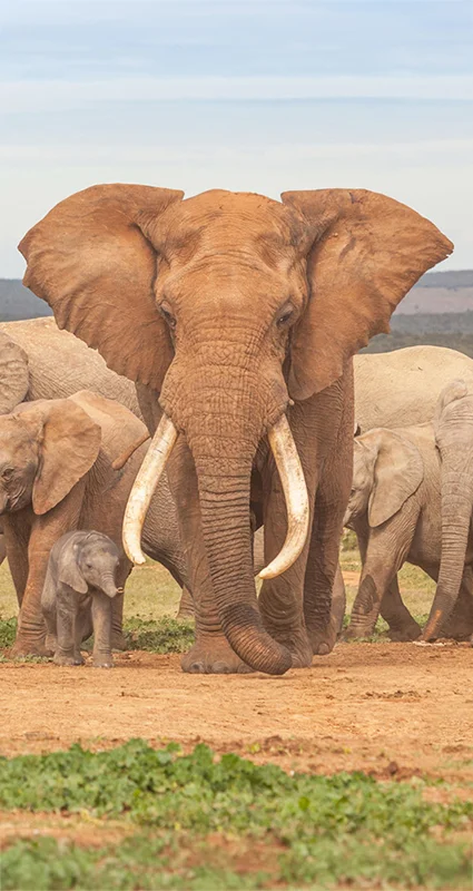 Large tusker elephant with impressive curved tusks standing among a herd with young calves in Addo Elephant National Park, Greater Addo, Eastern Cape, South Africa