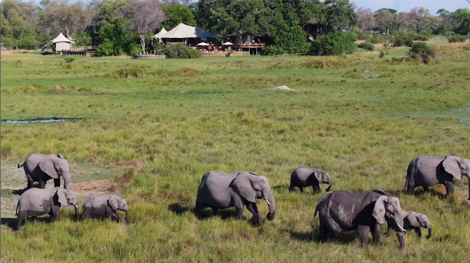 Elephants crossing in front of a Khwai lodge.