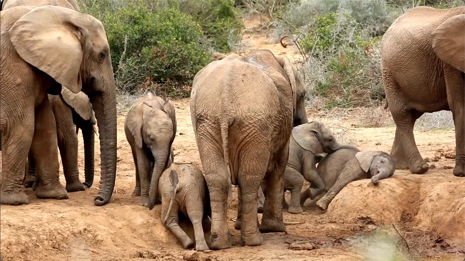 Elephants playing in a muddy waterhole in Addo Elephant National Park