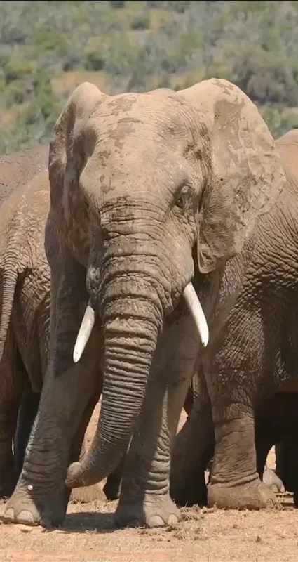 Herd of African elephants standing together in dry bushveld in the Eastern Cape, South Africa