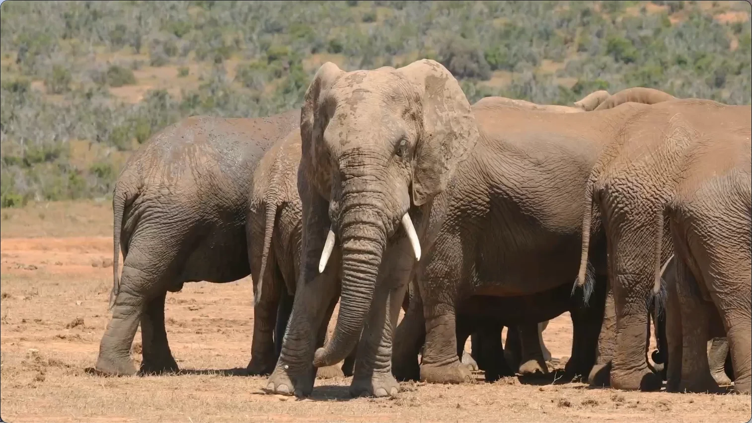 Herd of African elephants standing together in dry bushveld in the Eastern Cape, South Africa