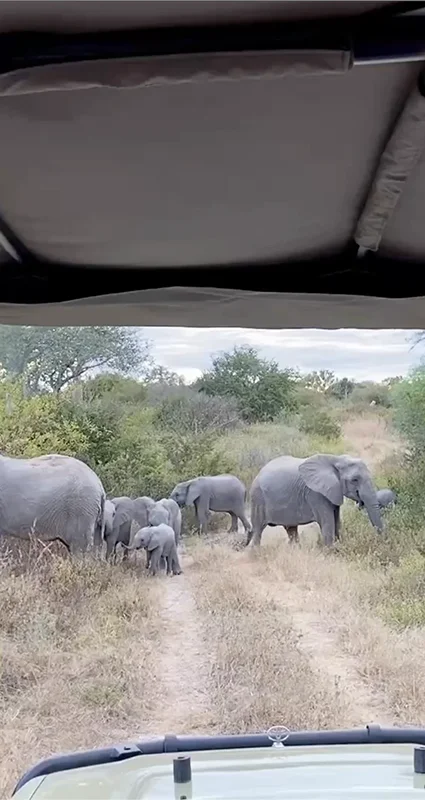 Herd of elephants, including calves, crossing a safari track in front of a game-drive vehicle in Ruaha National Park, Tanzania