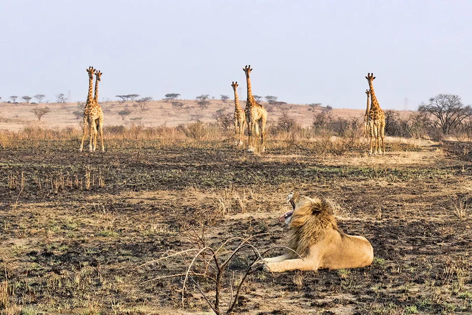 Nambiti Private Game Reserve
