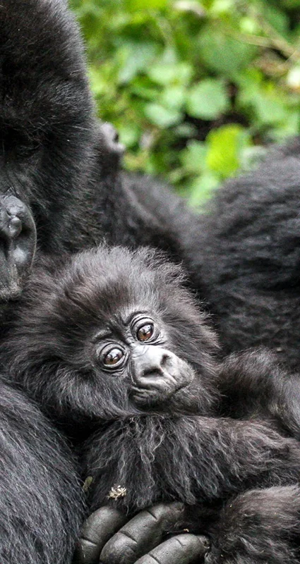 A baby mountain gorilla sits between two adult gorillas, gazing toward the camera while nestled safely within its family group in a lush forest habitat