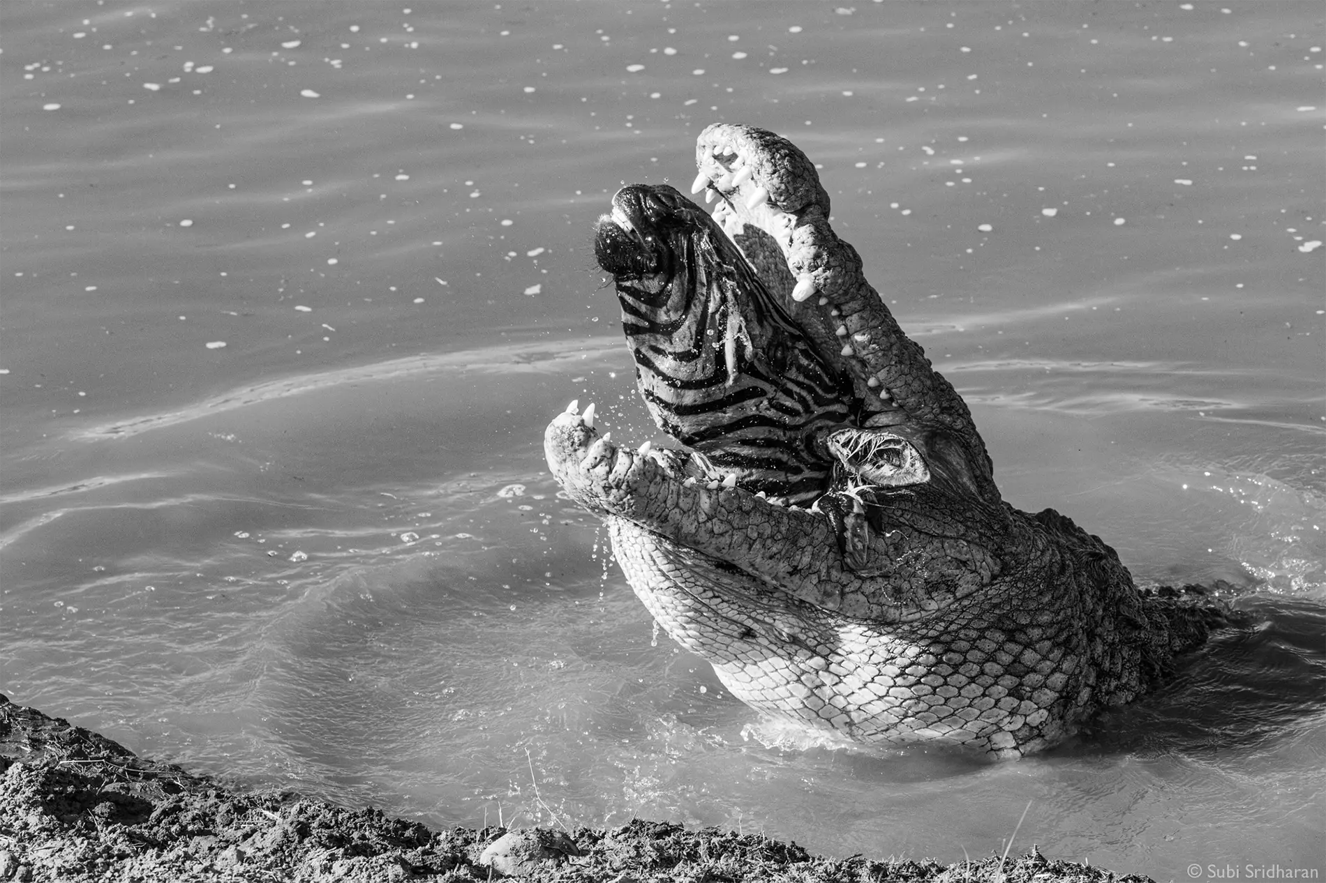Crocodile on Mara river