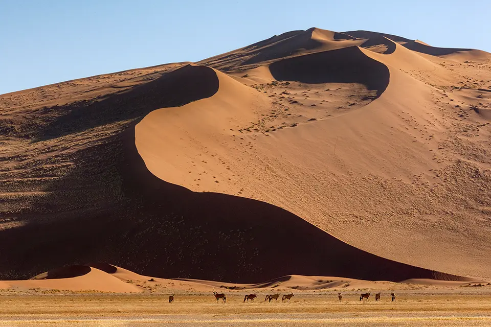 Gemsbok in the Namib desert