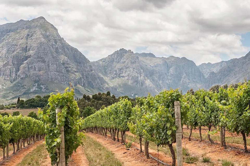Stellenbosch vineyards