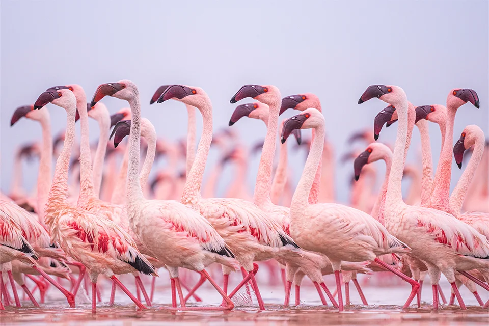 Lake Nakuru & Lake Naivasha
