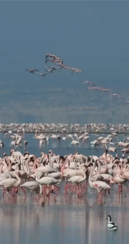 A large flock of pink flamingos wading in the shallow waters of Lake Natron, Tanzania, with several birds flying overhead