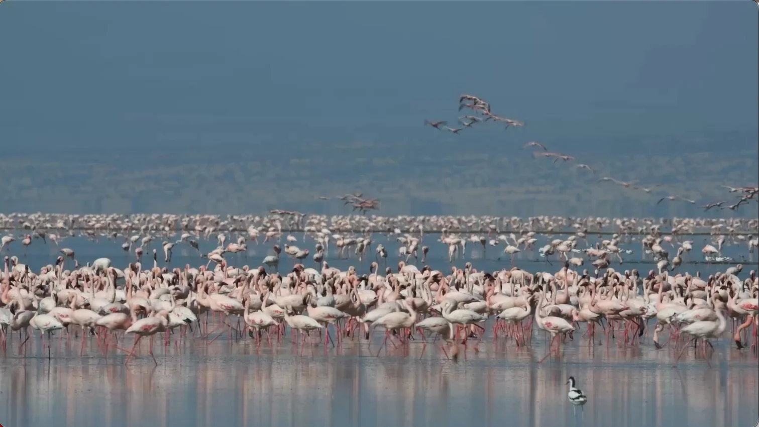 A large flock of pink flamingos wading in the shallow waters of Lake Natron, Tanzania, with several birds flying overhead