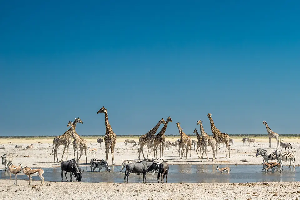 Namibia safari - Sossusvlei to Etosha - private guide