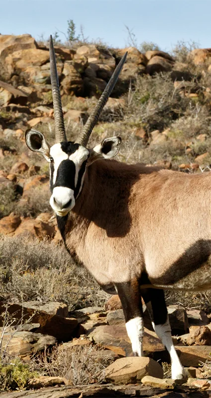Gemsbok in Karoo National Park, Greater Karoo