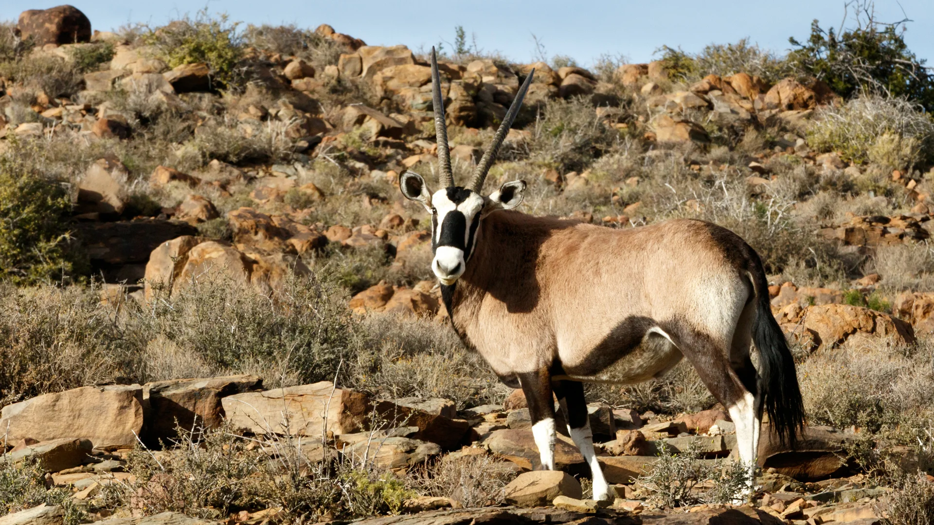 Karoo National Park