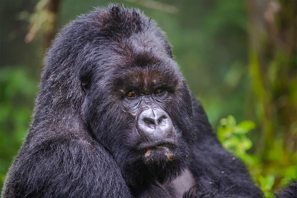 Gorillas & Zanzibar beaches