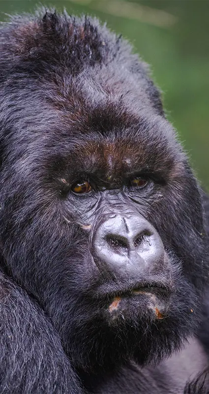Gorilla trekking Rwanda