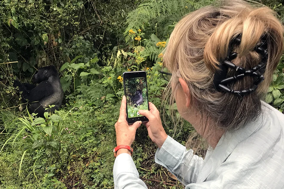 A traveller photographs a mountain gorilla sitting in dense vegetation during a gorilla trekking experience in Bwindi Impenetrable Forest