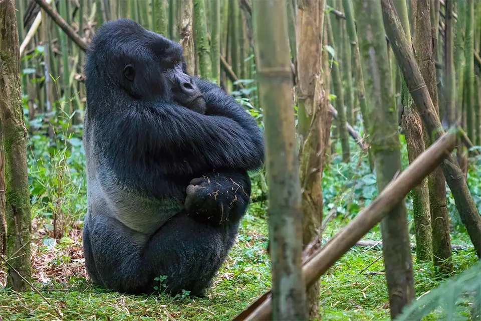 Trek for Kibale chimps & Bwindi gorillas