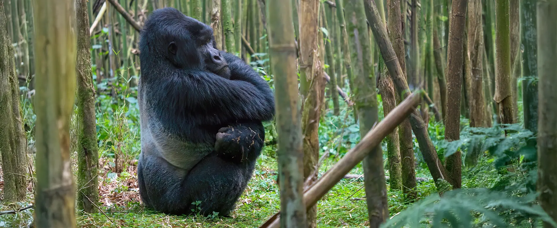 Gorilla trekking in Bwindi