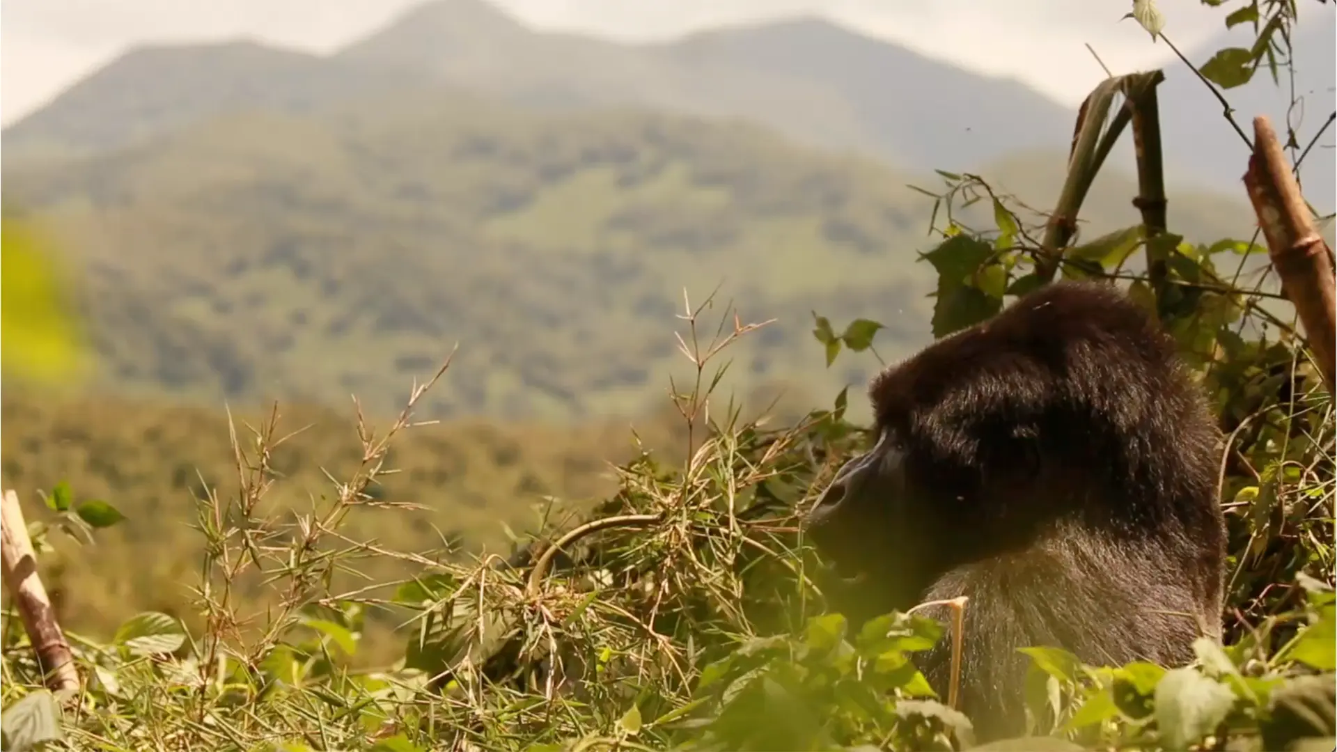 silverback mountain gorilla in Volcanoes National Park, Rwanda