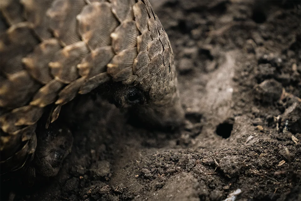 Close-up of a pangolin during a guided wildlife experience in Africa