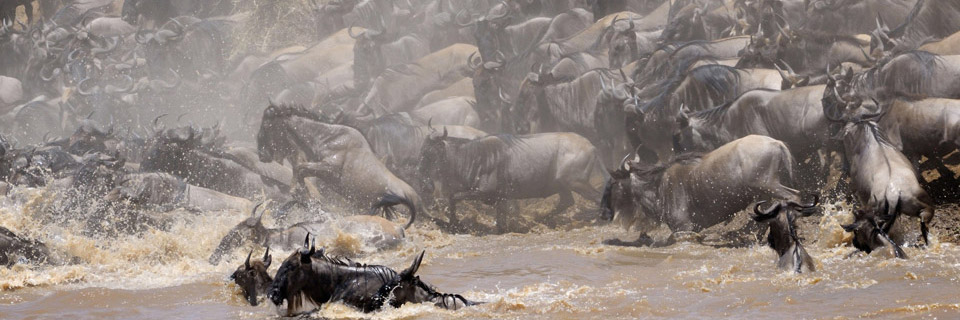Great migration river crossing